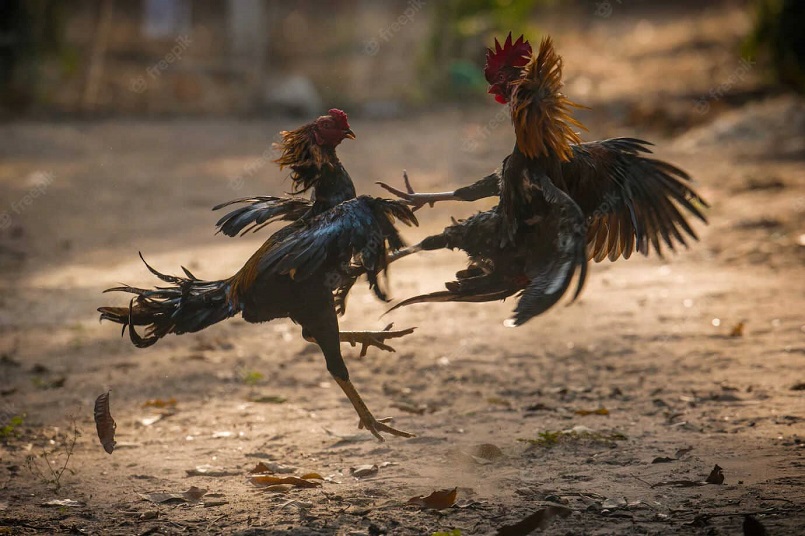 Đá gà trực tiếp Campuchia hot như thế nào