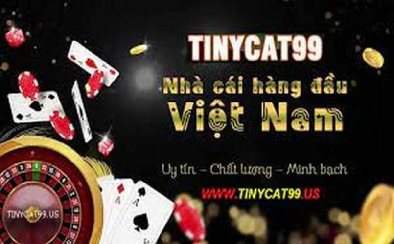 Tinycat99 là nhà cái cá cược như thế nào?